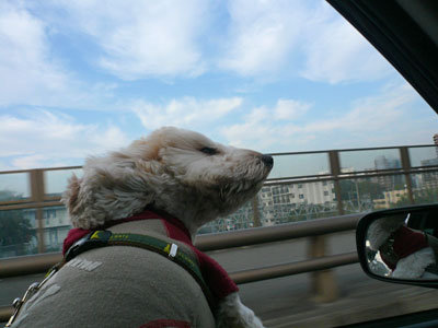 091030_sagami_p_koo_10