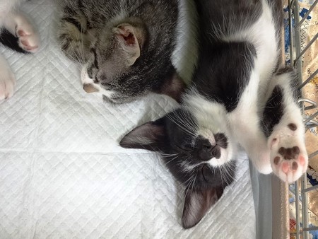 kouさん保護猫「幸せな寝顔ニャ」