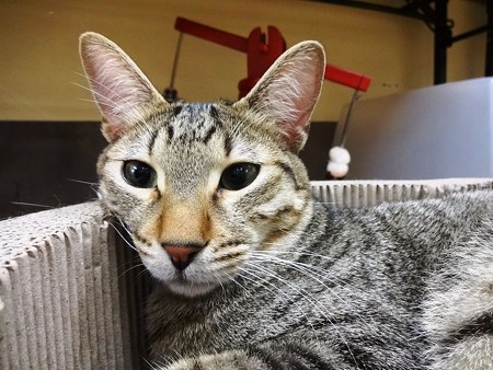 マサキ「デルモ料は？」