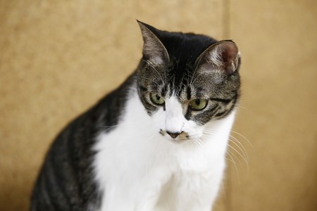 ココア「でも・・・やっぱり遊びたいなぁ・・・」