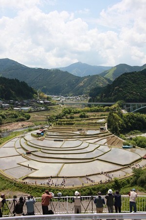 あらぎ島田植え体験