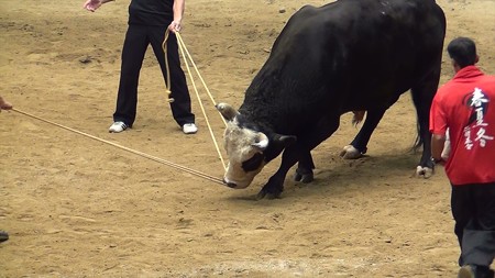 宇和島闘牛和霊大祭場所03 挑戦者 牙狼(ガロ)