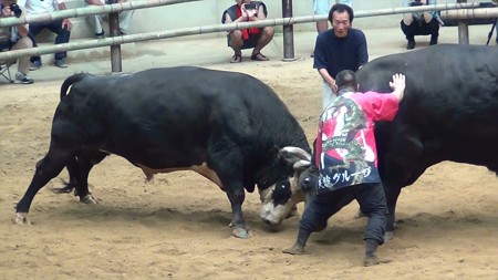 宇和島闘牛和霊大祭場所07