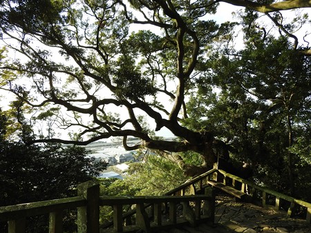 久能山東照宮20 見事な枝振り