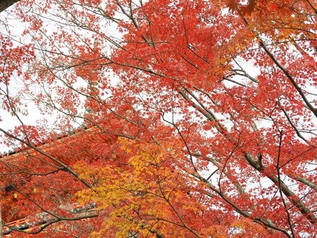 清水寺(昼)22 朱にまみれる三重塔