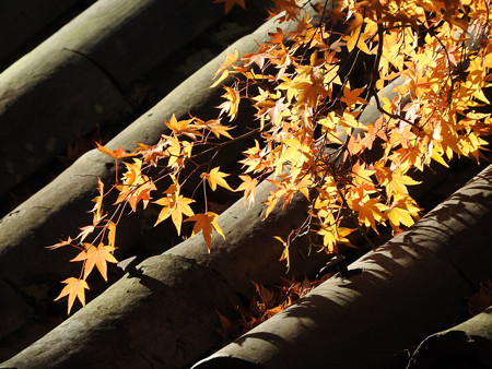 東福寺66