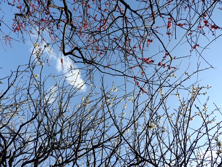 梅林公園8 源平合戦のよう