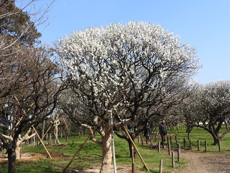 梅林公園9