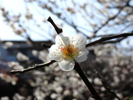 梅林公園12