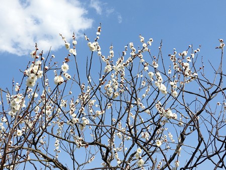 梅林公園13