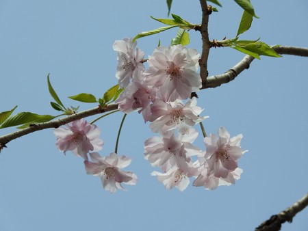 庭 しだれ桜3