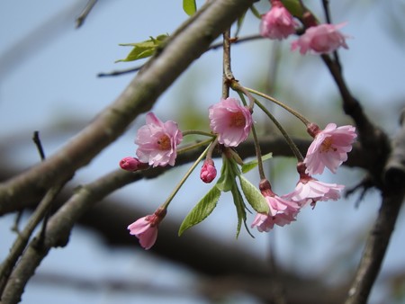 庭 しだれ桜4