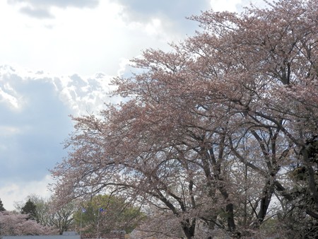 千葉子どもの国 05迎え桜