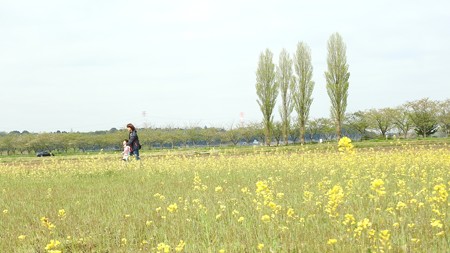佐倉チューリップフェスタ ワイド31 ポプラと菜の花畑
