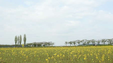 佐倉チューリップフェスタ ワイド32 ポプラと菜の花畑