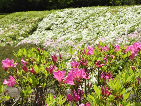 昭和の森01 ツツジ