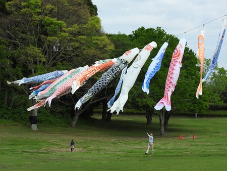 昭和の森24 鯉のぼり