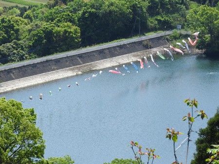 昭和の森30 小中池の鯉のぼり
