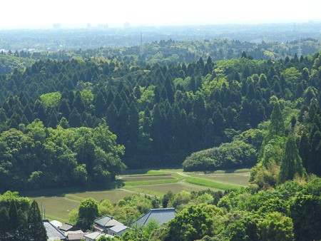 昭和の森38 展望台から