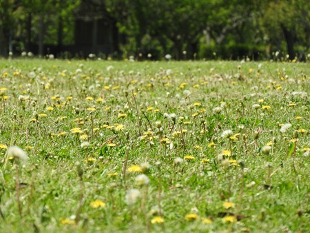 昭和の森42