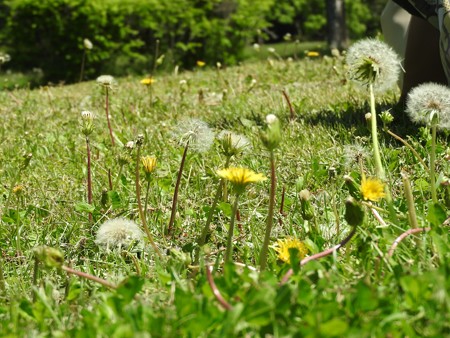 昭和の森43