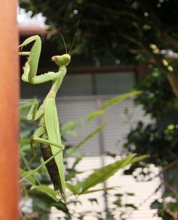 カマ子