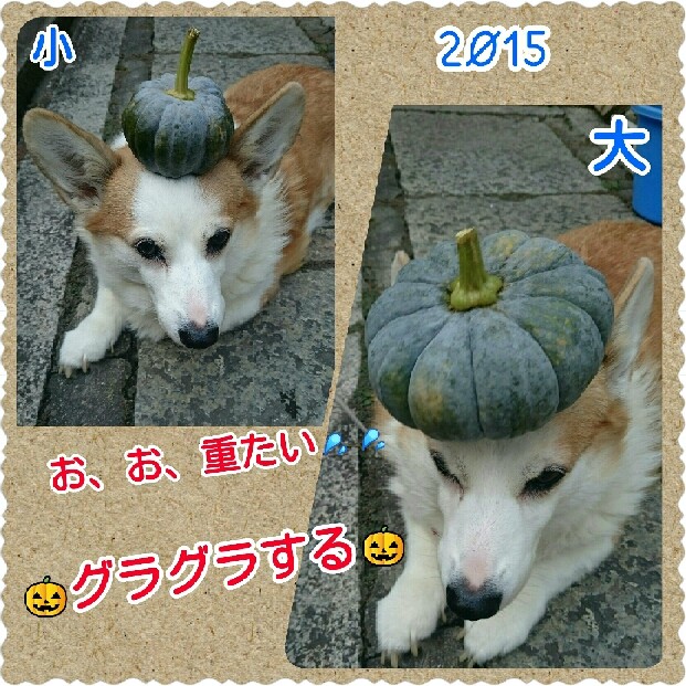 コーギー