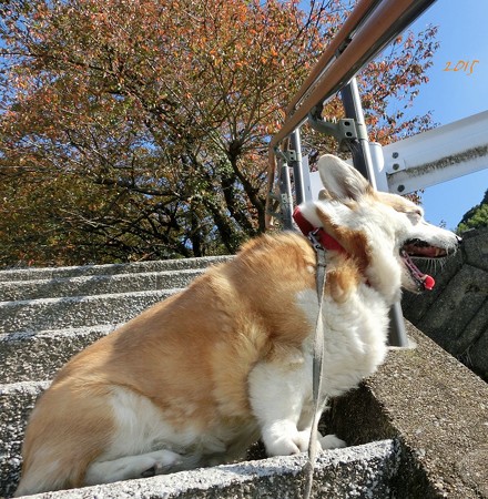 紅葉はじまり