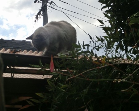 たまニャン