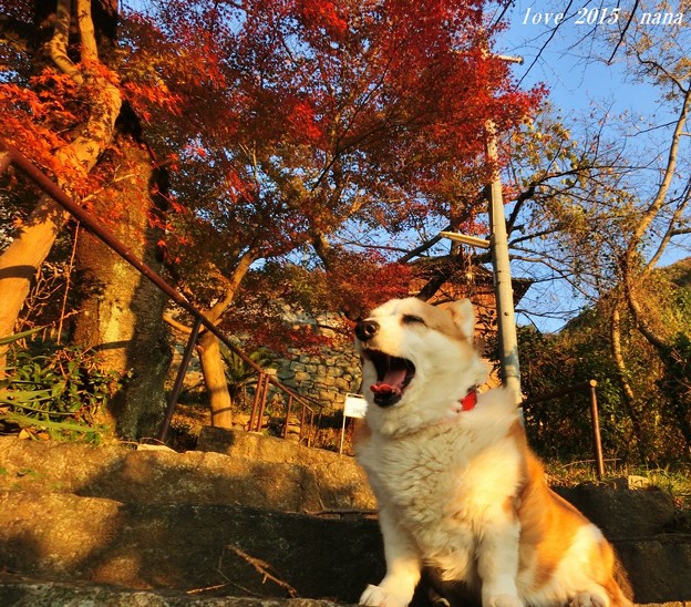 紅葉2015