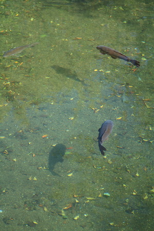 引地川の鯉