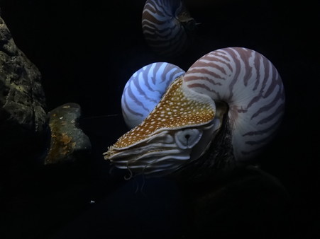 オウムガイ