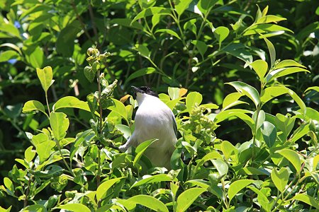 2012.05.19　和泉川　オナガ