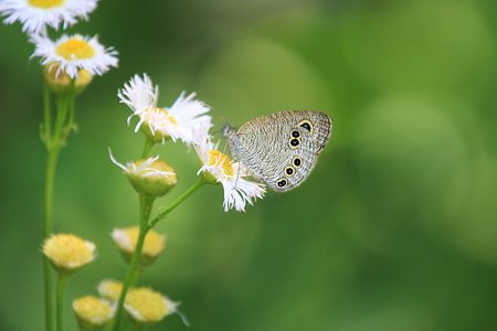 2012.05.20　和泉川　ヒメウラナミジャノメ