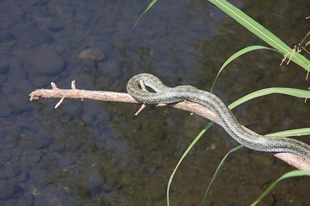 2012.05.24　和泉川　アオダイショウ