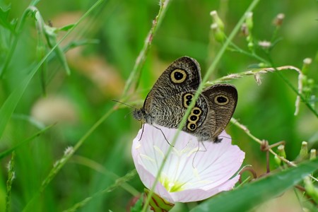 2014.08.31　追分市民の森　モモイロヒルザキツキミソウでヒメウラナミジャノメ