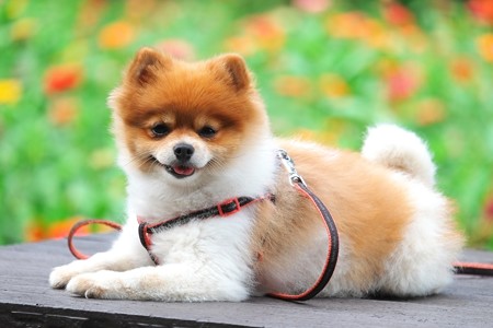 2014.09.19　追分市民の森　老夫婦と散歩の犬