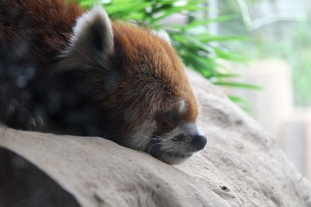 2014.09.20　ズーラシア　レッサーパンダ