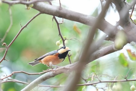 2014.09.27　和泉川　ヤマガラ