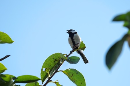 2014.09.28　和泉川　柿にシジュウカラ