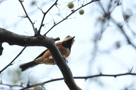 2014.10.09　和泉川　エゴノキにヤマガラ　貯食