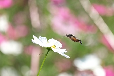 2014.10.20　追分市民の森　秋桜へホウジャク