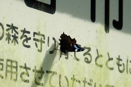 2015.10.06 瀬谷市民の森 看板に ルリタテハ 「モリマモリ」