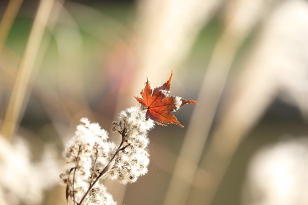 2015.12.12　大池公園　セイタカアワダチソウに紅葉