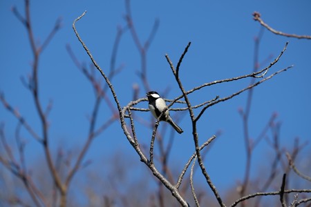 2015.12.20　和泉川　サクラにシジュウカラ