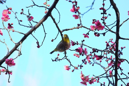 2016.02.05　和泉川　紅梅にメジロ　「何か用」