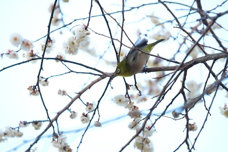 2016.02.05　和泉川　梅へメジロ