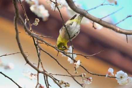 2016.02.09　和泉川　梅へメジロ　軒下