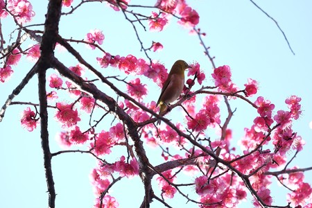 2016.02.13　和泉川　コウバイ