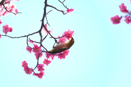 2016.02.13　和泉川　紅梅へメジロ　吸蜜